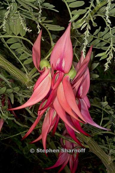 clianthus puniceus 1 graphic